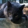Murdoch profil fotoฤrafฤฑ