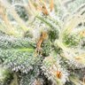 ER HandyCann's profile picture
