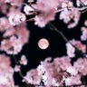 Фото профиля しばわんこ🇯🇵