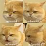 อีคางคกสันดารเหี้ย 的头像