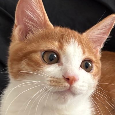 담이냥이's profile picture