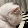 Y's profile picture