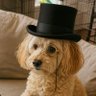 Stephen S's profile picture