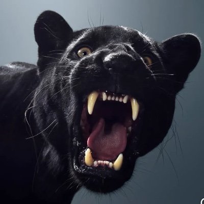 RexZyrant's profile picture