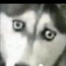 Profilbild von faramita
