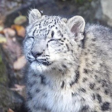 daily sneps's profile picture