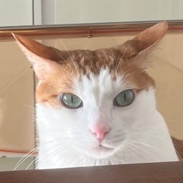 당고모모's profile picture