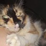 Profilbild von Shabrina