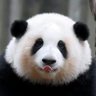 Panda~Da~Da~Da~(F4F♥Like💯) 的头像