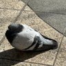 空馬 profil fotoğrafı