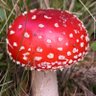 Profilbild von Magic 🍄