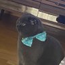 Profilbild von Duman Scothis