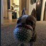 Bruno's profile picture