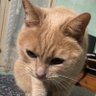 Sin Boy profil fotoğrafı