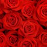 Rose 的头像