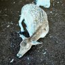 bambi's profile picture