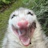 Sticky Bandit's profile picture