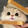 Profilbild von 丰澜