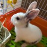 うさぎのあん profil fotoğrafı