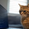 Фото профиля Chomsky the Cat