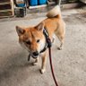 ツヨシ's profile picture
