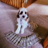 Benedrill Magellan's profile picture