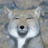 瑞光's profile picture