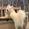 hmoootr 的头像