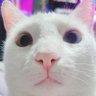 Фото профиля Flor ❤🐱