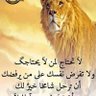 المهندس ثروت سيداحمد 的头像