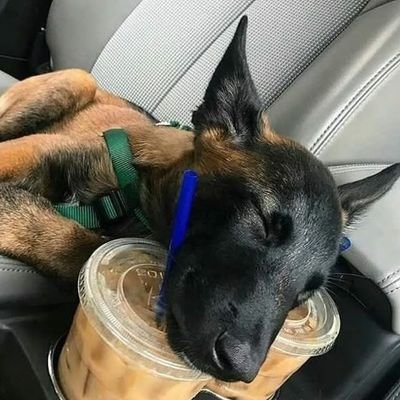 f_ckpuppy's profile picture