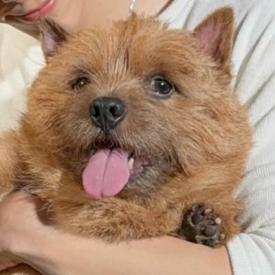 shooooyooooo's profile picture