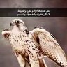 Фото профиля ؏ــبــداللـّٰه🦅