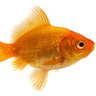 Фото профиля JimTheFish