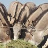 Talking Asses's profile picture
