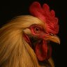 Gallus domesticus 的头像