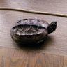 縄文時代に戻りたい 的头像