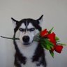 gentlejosh007 profil fotoğrafı