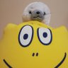 たいてぃー profil fotoğrafı