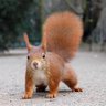 Sciurusvulgaris profil fotoğrafı