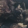 Luthien's profile picture