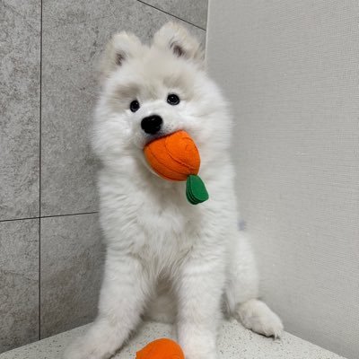 POOH_P01's profile picture