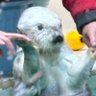 Profilbild von rokko@鳥羽水族館が最高