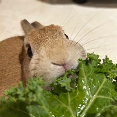 うさぎちゃん's profile picture