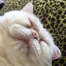 ぽめきち profil fotoğrafı