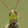 Lerry Chimeade's profile picture