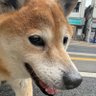 Profilbild von 柴犬 香【KOW】🐕🐾
