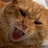 こっちゃんパパ profil fotoğrafı