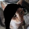 Profilbild von Drico 🤡