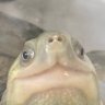 鯖缶 的头像